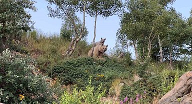 Dalış sırasında ayılarla karşılaştı