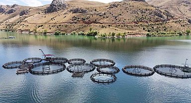 Denizi olmayan Erzincan'da üretilen balıklar Trabzon ve Elâzığ'a sevk ediliyor