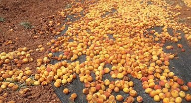 Domuz sürüsü tonlarca kayısıyı çöp etti