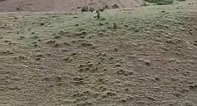 Domuz sürüsü yerleşim yerine kadar indi