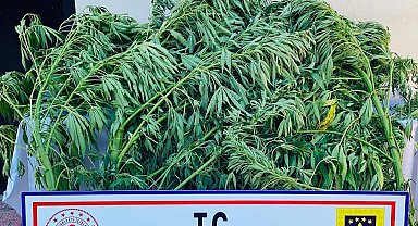 Elazığ'da 112 kök kenevir ele geçirildi