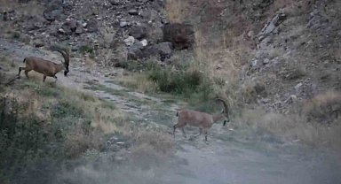 Elazığ'da çengel boynuzlu dağ keçileri görüntülendi