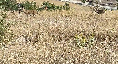 Elazığ'da dağ keçileri görüldü