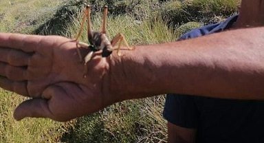 Elazığ'da dev etçil çekirge görüntülendi