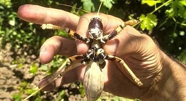 Elazığ'da dev etçil çekirge görüntülendi