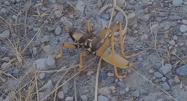 Elazığ'da dev etçil çekirge görüntülendi