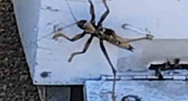 Elazığ'da et yiyen dev çekirge görüldü