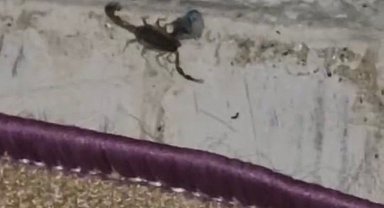 Elazığ'da evde görülen akrep paniğe neden oldu