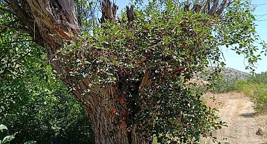 Elazığ'da ilginç olay: Asırlık söğüt ağacının gövdesinde vişne meyvesi çıktı