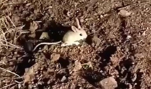 Elazığ'da kırmızı listede yer alan Arap tavşanı görüntülendi