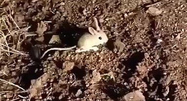 Elazığ'da kırmızı listede yer alan Arap tavşanı görüntülendi