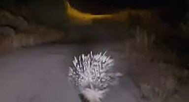 Elazığ'da nesli tükenme tehlikesi altındaki oklu kirpi görüntülendi