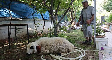 Elazığ'da sokak köpekleri dehşeti: Koyun ve tavukları telef ettiler, 3 koyunu yaraladılar