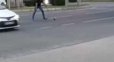 Elazığ'da tavuk yola çıktı, sürücüler neye uğradığını şaşırdı