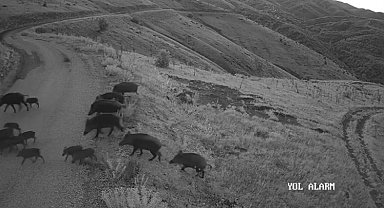 Elazığ'da yiyecek arayan domuz sürüsü kamerada