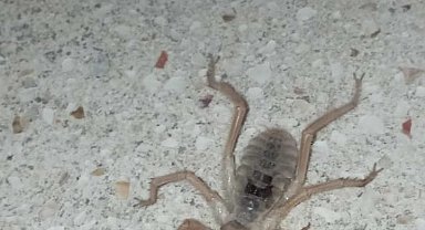 Elazığ'da zehirli etçil sarı kız örümceği görüntülendi