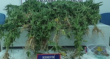 Erciş'te çeşitli miktarlarda uyuşturucu madde ele geçirildi