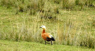 Erzincan'da Ekşisu birçok kuş türüne ev sahipliği yapıyor