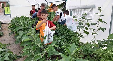 Erzincan'da minik öğrenciler sebze hasadına başladı