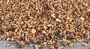 Erzincan'dan Malatya'ya 200 ton acı kayısı çekirdeği gönderiliyor