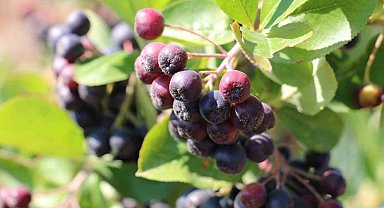 Erzincan'ın aronya üretimi ilgi görüyor