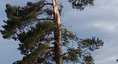 Erzurum'da düşen yıldırım ağacı iki böldü