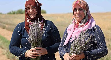 Gelin-görümce sırt sırta verdi, lavanta bahçesi kurdu