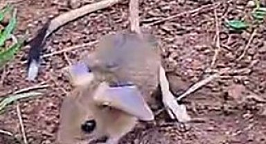 Göle Ovası'nda Arap tavşanı görüntülendi