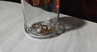 Güçlü zehiri ile bilinen sarıkız örümceği Yüksekova'da görüldü