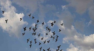 Günü birlik bin kilometrenin üzerinde mesafeyi uçabilen posta güvercinleri Erzincan'dan İzmir'e gitmeleri için havaya salındı