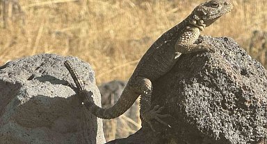 Iğdır'da Kafkas Keleri güneşlenirken görüntülendi