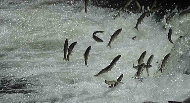 İnci kefalinin Van Gölü'ne göçü sorunsuz bitti