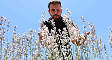 İnternette görüp bir hevesle başladılar, lavanta üreticisi oldular