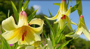 Kafkas zambağını koparmanın cezası 387 bin 141 lira