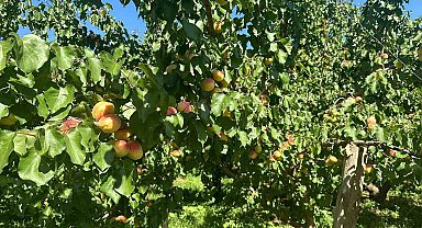 Kağızman'da sarı altın hasadı başladı