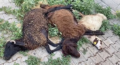 Karlıova'da başıboş köpekler küçükbaş hayvanları telef etti