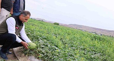Kars'ın kavun ve karpuz ihtiyacı Digor'dan karşılanacak
