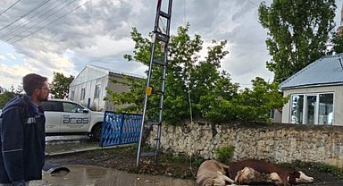 Kars'ta elektrik akımına kapılan 2 büyükbaş hayvan telef oldu