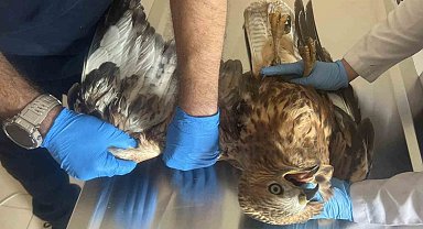 Kars'ta Kızıl Şahin tedavi altına alındı