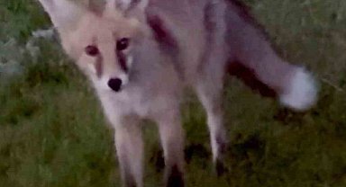 Kars'ta kuyruğuyla oynayan tilki kamerada