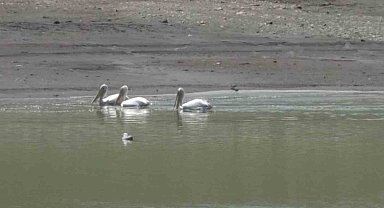 Kars'ta pelikan ve karabatakların yiyecek araması kamerada