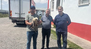 Kars'ta yaralı şahin tedavi aylına alındı