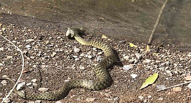 Kars'ta yılanın balık avı kamerada