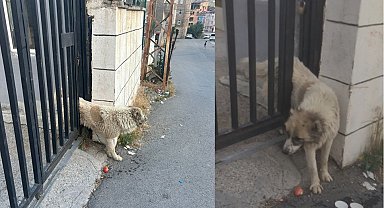 Korkuluklara sıkışan köpeği belediye ekipleri kurtardı