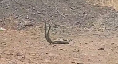 Köyün ortasında dans eden yılanlar kameraya yansıdı
