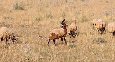 Koyunların üzerine konarak beslenen kuşlar ilginç görüntüler oluşturuyor