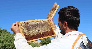 Küresel ısınma arıcıları vurdu, rekoltede bin tondan 500 tona düştü