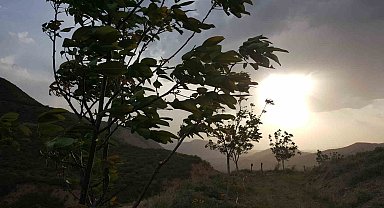 Kurtlar Vadisini ceviz fidanlarıyla yeşil vadiye dönüştürdü