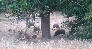 Malatya'da domuz sürüleri görüntülendi