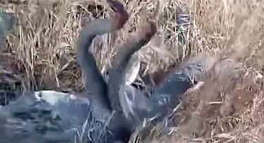 Metrelerce uzunluktaki yılanları görünce neye uğradığını şaşırdı